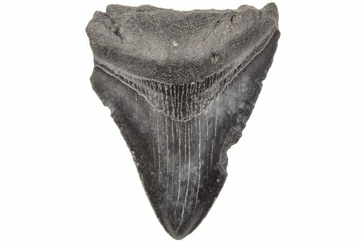 3.23" Fossil Megalodon Tooth - South Carolina